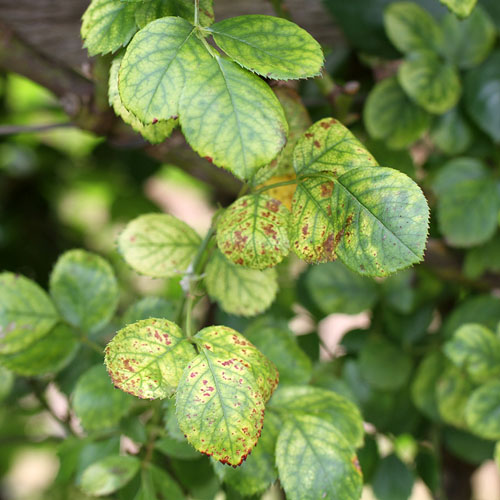 Magnesium Deficiency